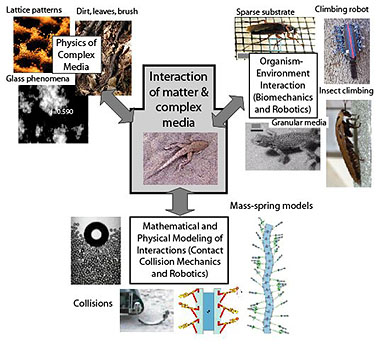 research in Goldman Lab